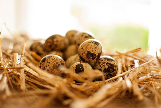 healthy fresh organic quail eggs