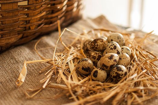 healthy fresh organic quail eggs