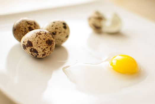 healthy fresh organic quail eggs