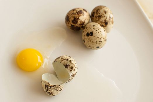 healthy fresh organic quail eggs