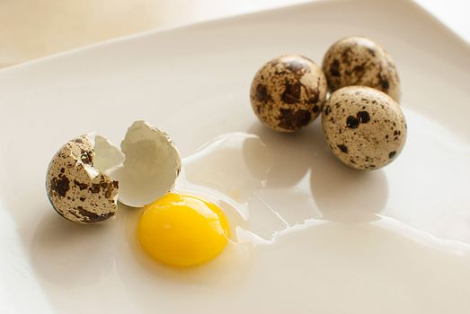 healthy fresh organic quail eggs