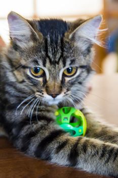 small beautiful cat with small green  ball