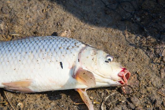 fish catch with one big grey carp