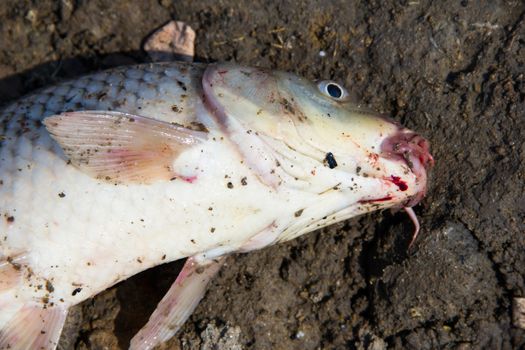 fish catch with one big grey carp