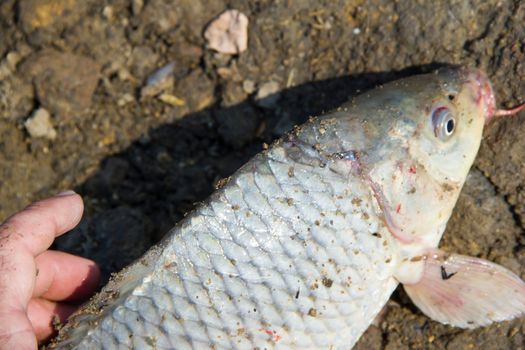 fish catch with one big grey carp