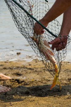 fish catch with one big grey carp