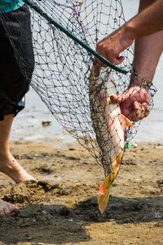 fish catch with one big grey carp