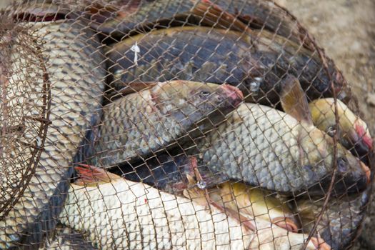 fish catch with many big grey carps