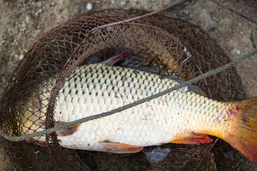 fish catch with one big grey carps