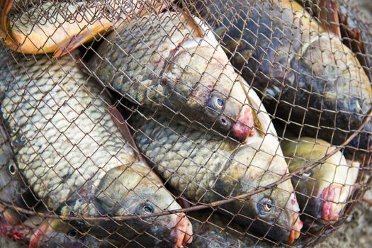 fish catch with many big grey carps