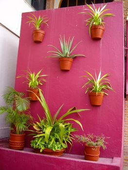 Cactus in pots on pink wall Mexico