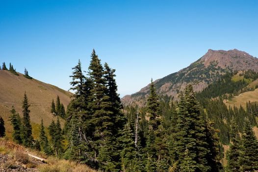 Hurricane Ridge in the Olympic Peninsula