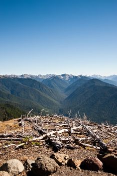 Hurricane Ridge in the Olympic Peninsula