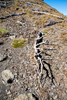 Detail of Hurricane Ridge in the Olympic Peninsula