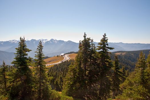 Hurricane Ridge in the Olympic Peninsula