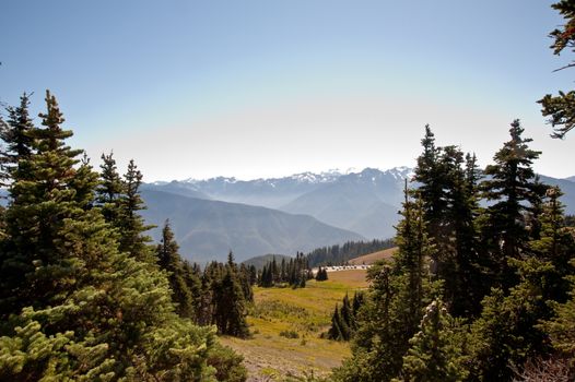 Hurricane Ridge in the Olympic Peninsula