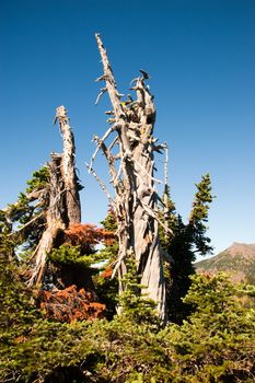 Hurricane Ridge in the Olympic Peninsula