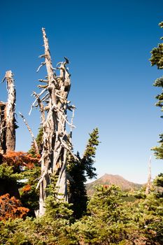 Hurricane Ridge in the Olympic Peninsula