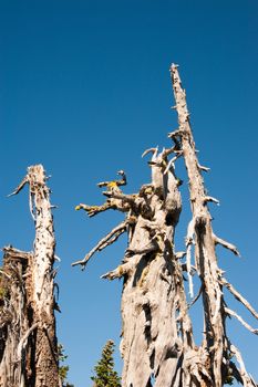 Detail of Hurricane Ridge in the Olympic Peninsula