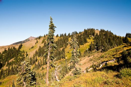 Hurricane Ridge in the Olympic Peninsula