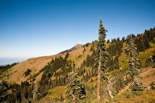 Hurricane Ridge in the Olympic Peninsula