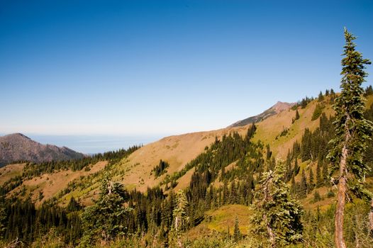 Hurricane Ridge in the Olympic Peninsula