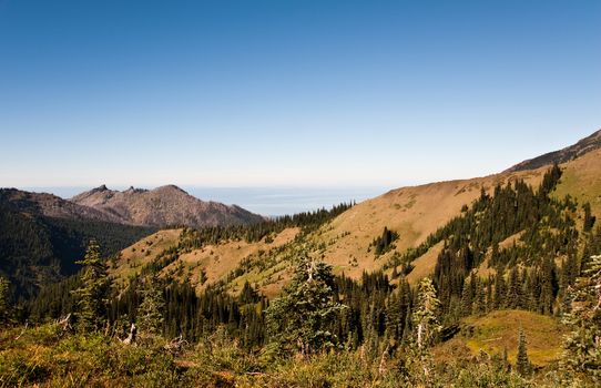 Hurricane Ridge in the Olympic Peninsula
