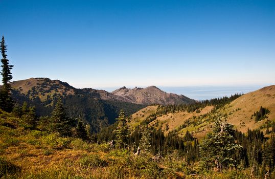 Hurricane Ridge in the Olympic Peninsula
