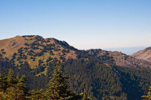 Hurricane Ridge in the Olympic Peninsula