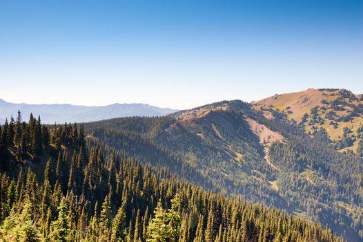 Hurricane Ridge in the Olympic Peninsula
