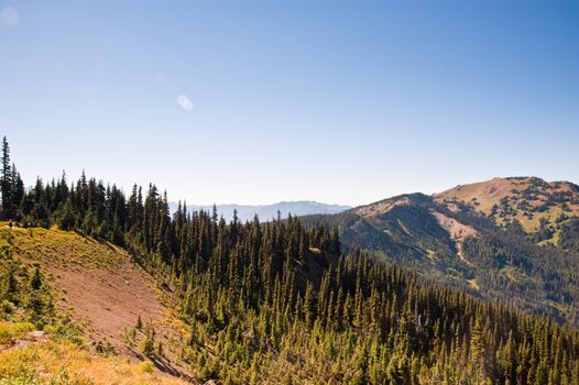 Hurricane Ridge in the Olympic Peninsula