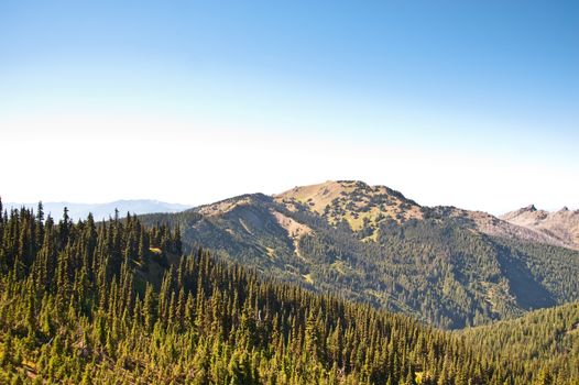 Hurricane Ridge in the Olympic Peninsula