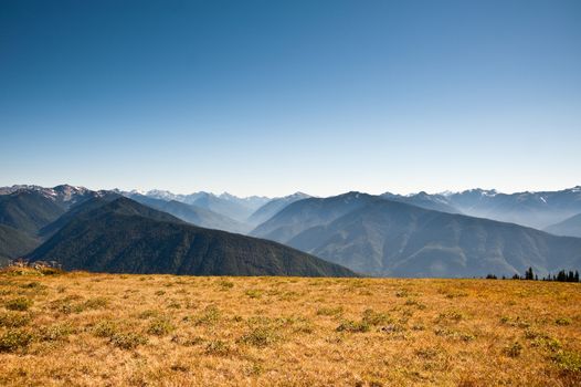 Hurricane Ridge in the Olympic Peninsula