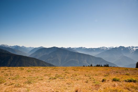 Hurricane Ridge in the Olympic Peninsula