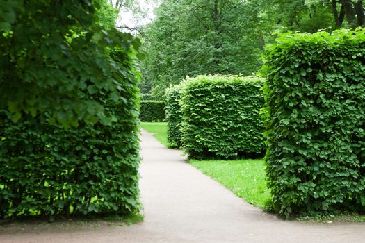 green bushes in the park