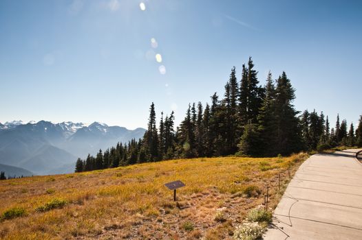 Hurricane Ridge in the Olympic Peninsula