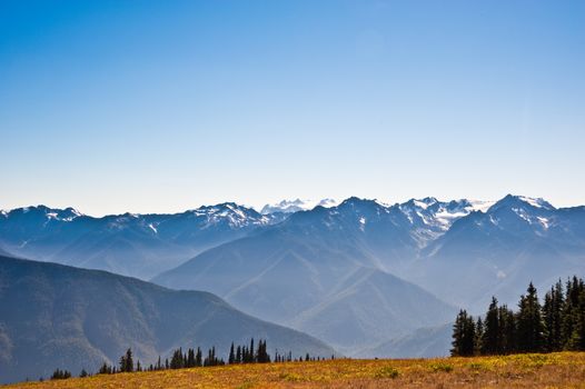 Hurricane Ridge in the Olympic Peninsula