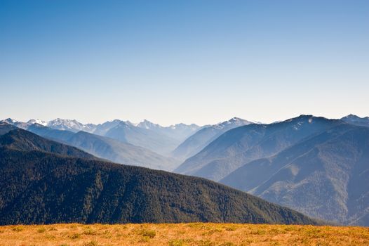 Hurricane Ridge in the Olympic Peninsula