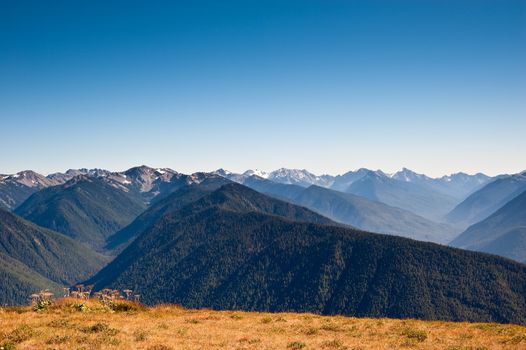 Hurricane Ridge in the Olympic Peninsula