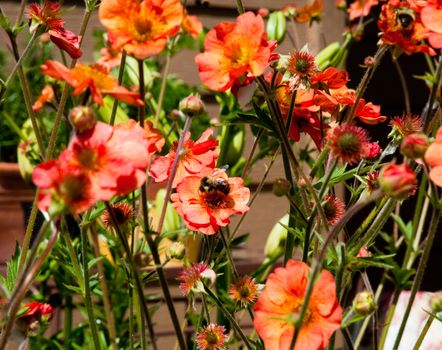 Orange flowers in sunlit garden