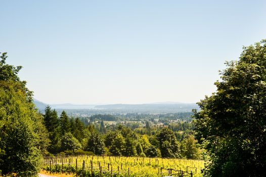 Vineyard on Vancouver Island, BC