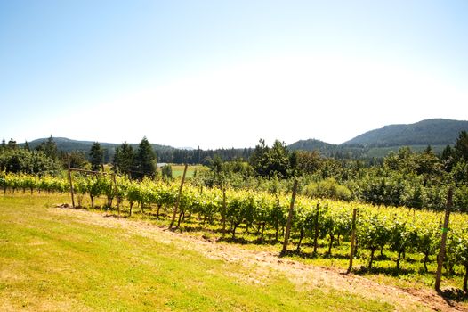 Vineyard on Vancouver Island, BC