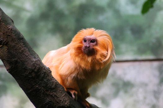 A Golden Lion Tamarin Monkey at Frankfurt Zoo