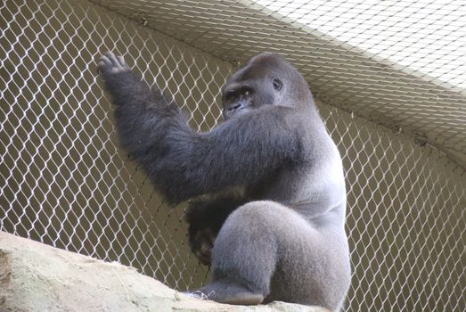 Viatu the Gorilla at Frankfurt Zoo