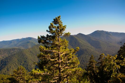 Hurricane Ridge in the Olympic Peninsula