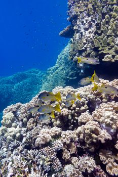 coral reef with porites corals and goatfishes at the bottom of tropical sea on blue water background