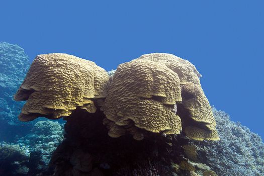 coral reef with grat porites coral at the bottom of tropical sea in on blue water background