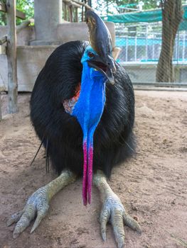 Southern Cassowary Casuarius casuarius also known as double-wattled cassowary, Australian cassowary or two-wattled cassowary.