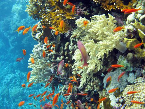 coral reef with shoal of  orange fishes anthias on the bottom of tropical sea on blue water background