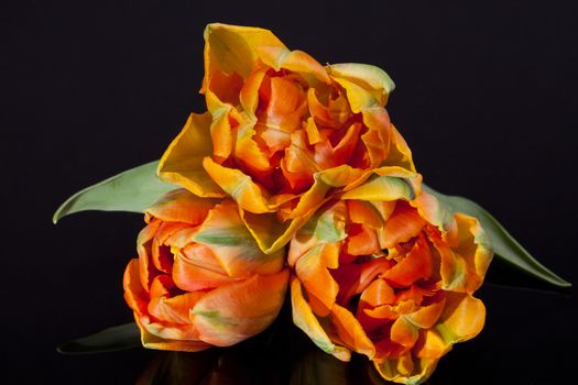 some colorful parrot tulips isolated on black background